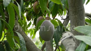 收集一颗挂在树枝上的芒果热带水果，用一根杆子